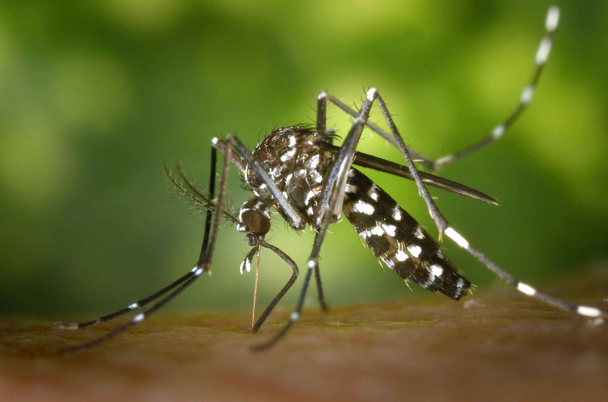 Odborníci varujú: V Číne sa šíri nebezpečný vírus chikungunya, počet prípadov prudko narastá